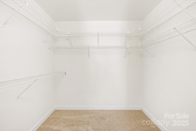 walk in closet with carpet