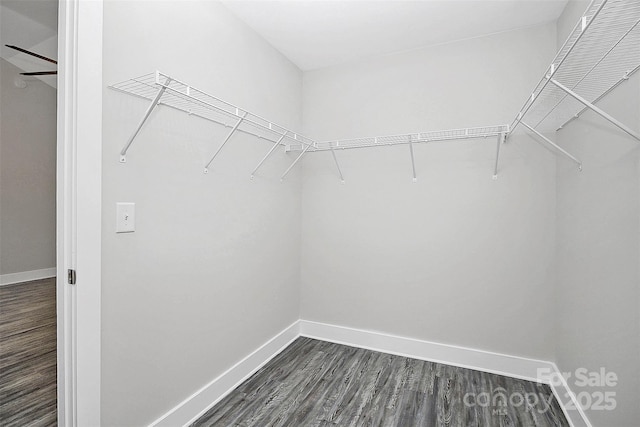 walk in closet with dark wood-style flooring