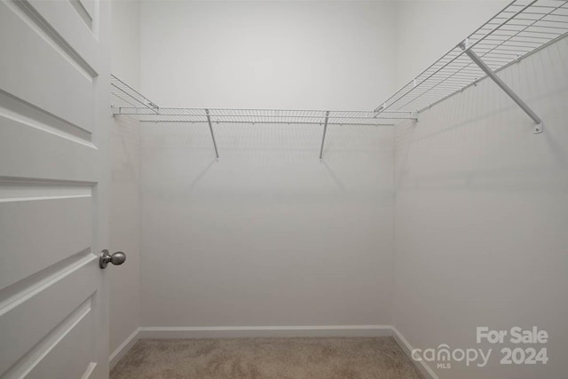 spacious closet featuring carpet flooring