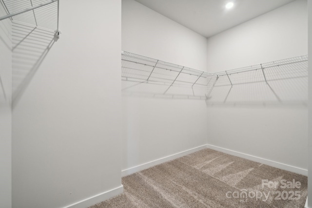 walk in closet featuring carpet