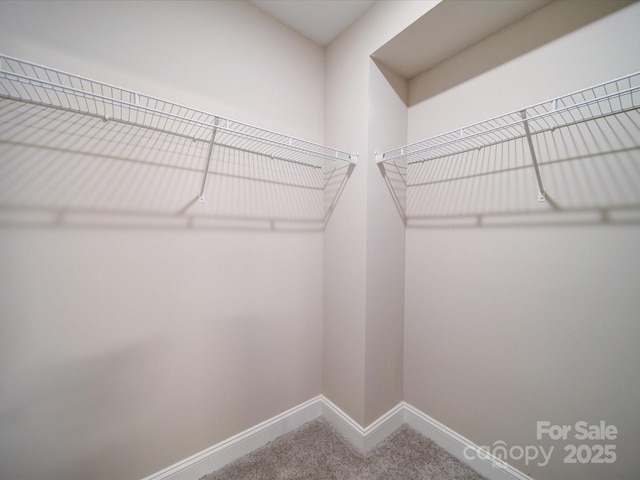 walk in closet with carpet floors