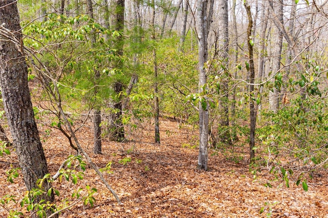 view of local wilderness