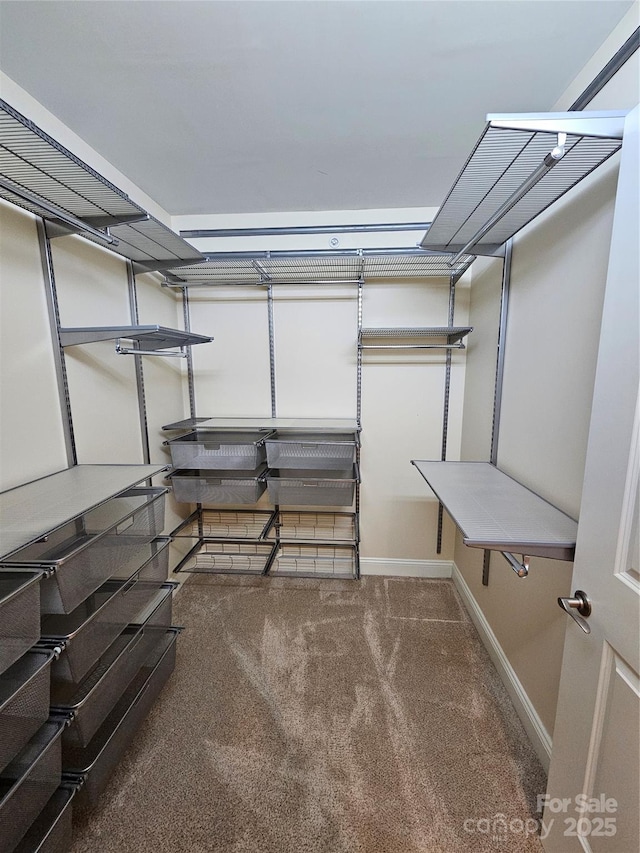 spacious closet with carpet floors