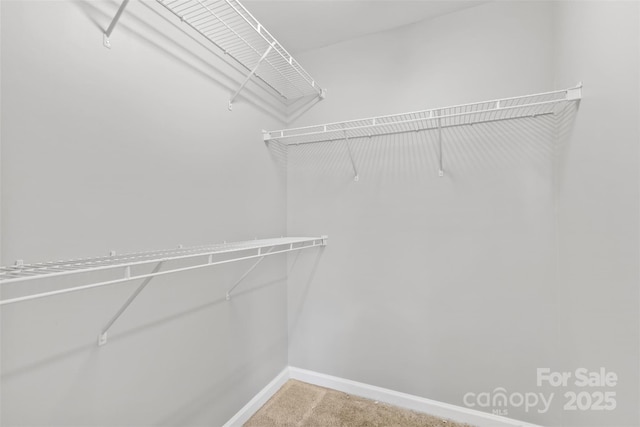 walk in closet with carpet flooring