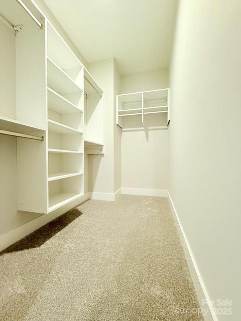 walk in closet featuring carpet flooring