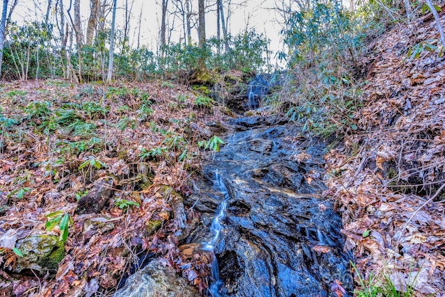 view of local wilderness