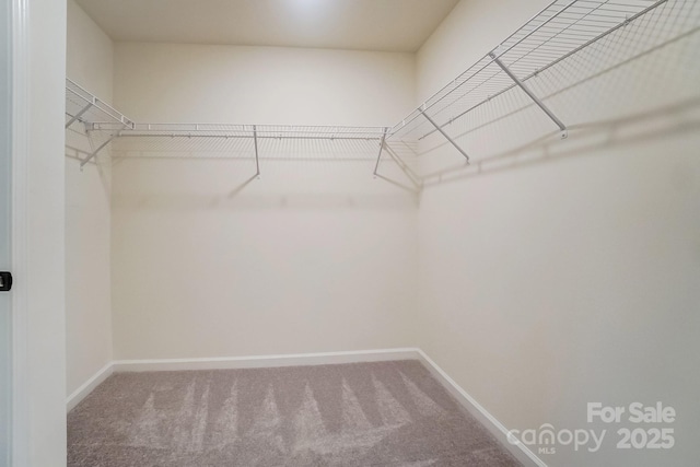 spacious closet with carpet flooring