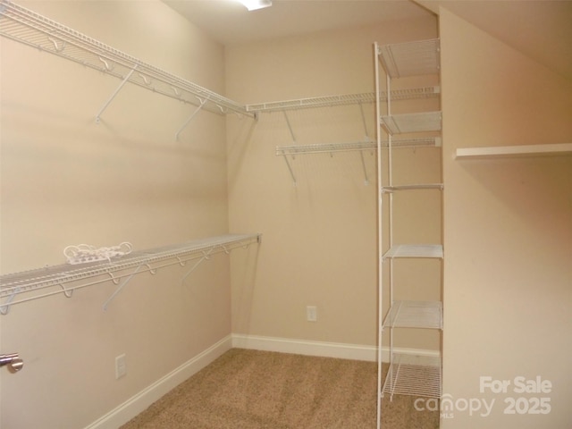 spacious closet featuring carpet floors