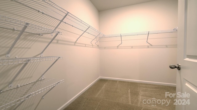 spacious closet featuring carpet floors