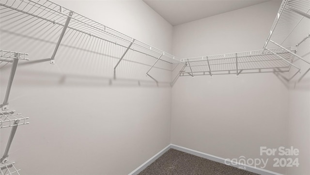 spacious closet featuring carpet