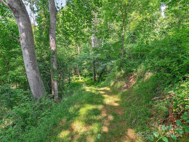 view of local wilderness