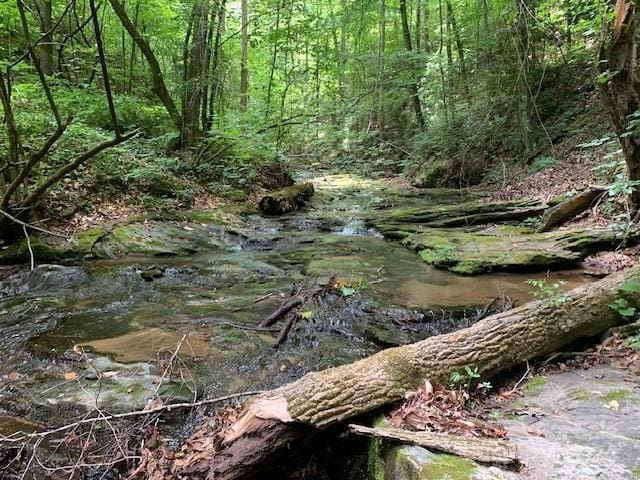 view of local wilderness