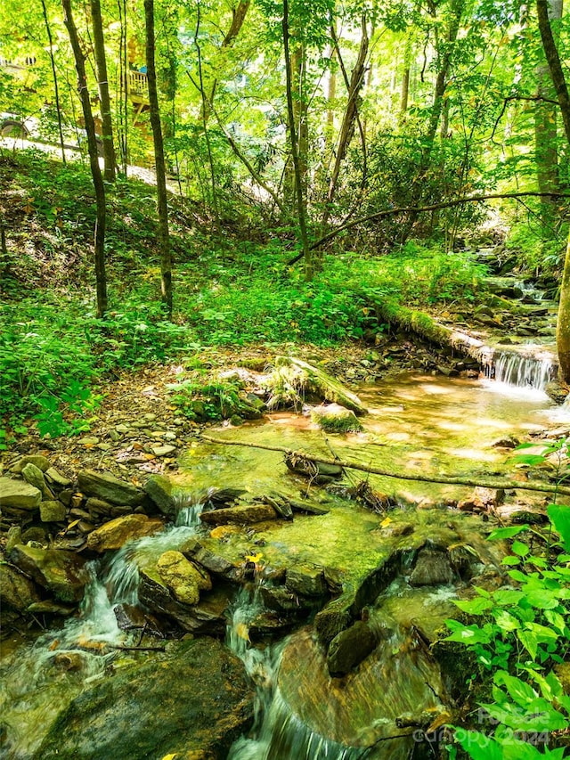 view of local wilderness