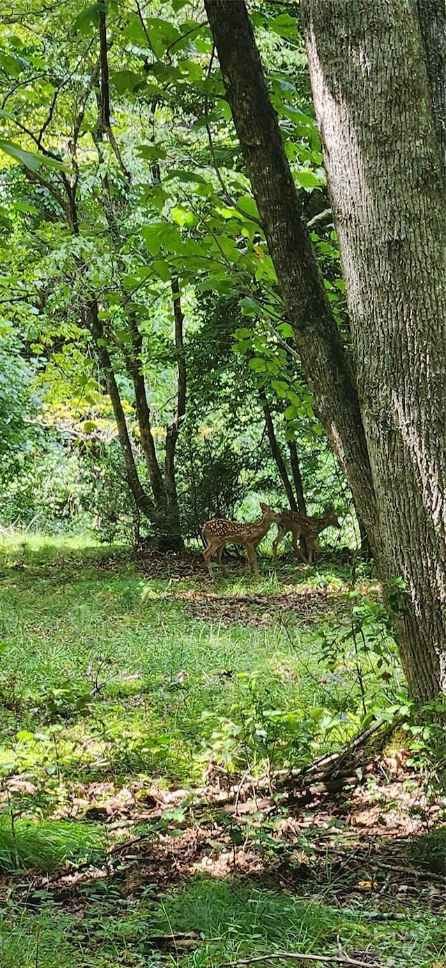 view of local wilderness