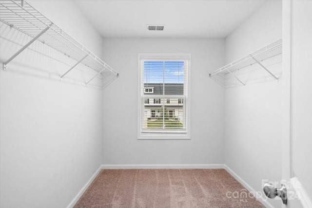 walk in closet with carpet floors