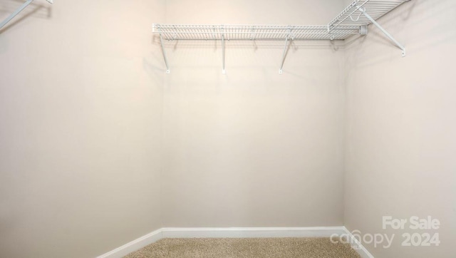 walk in closet featuring carpet floors