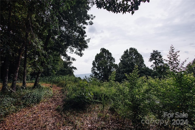 view of local wilderness