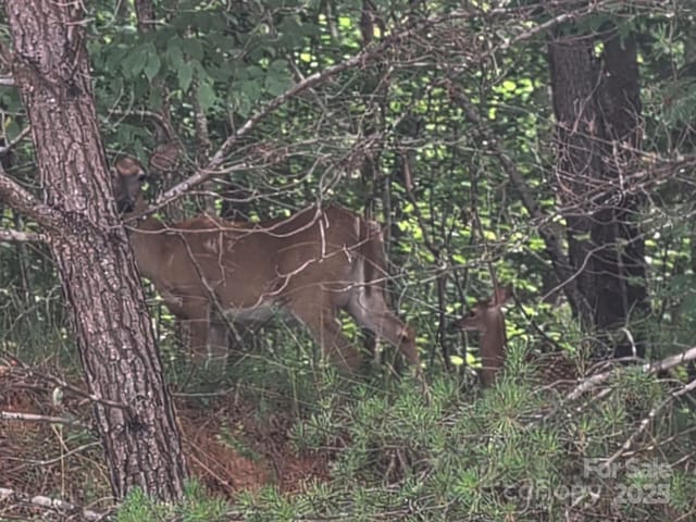 LOT119 Creekside Cir, Rutherfordton, NC 28139 - photo 38