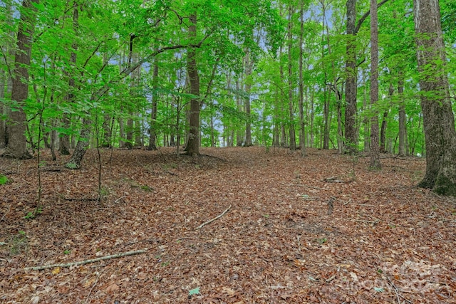 view of local wilderness