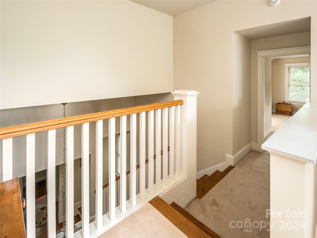 staircase featuring carpet flooring