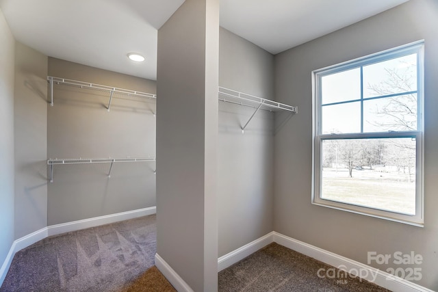 walk in closet with carpet floors