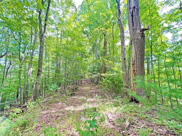 view of local wilderness