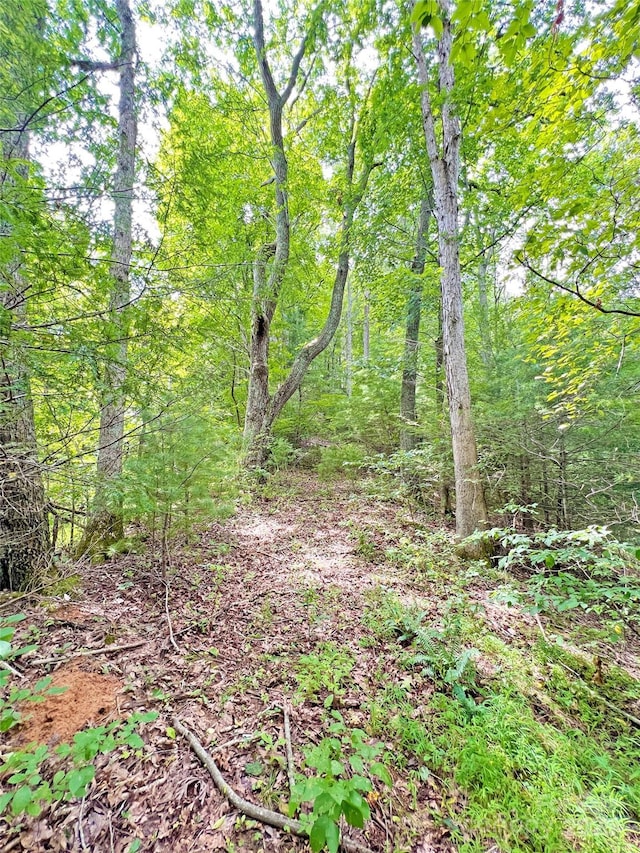 view of local wilderness