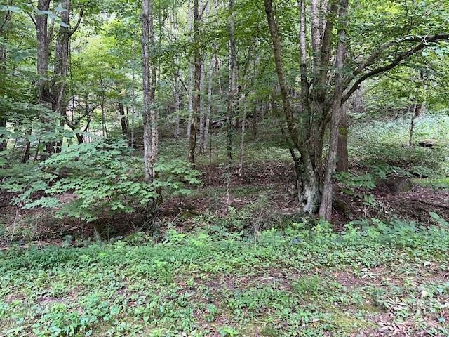 000 Lickskillet Rd, Burnsville, NC 28714 - photo 4
