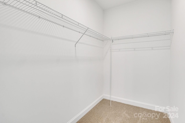 spacious closet featuring carpet flooring