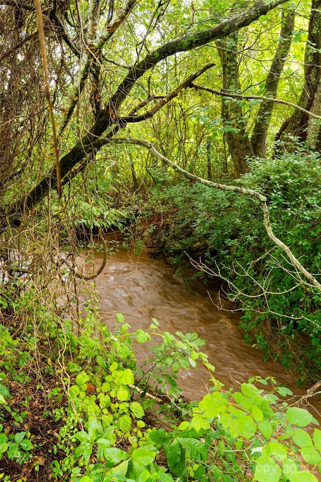 view of local wilderness