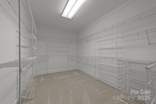 spacious closet featuring carpet floors