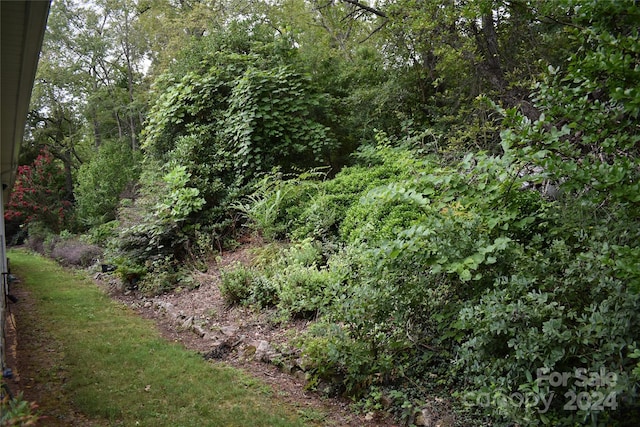 view of local wilderness