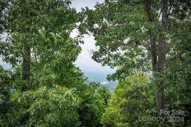 view of local wilderness