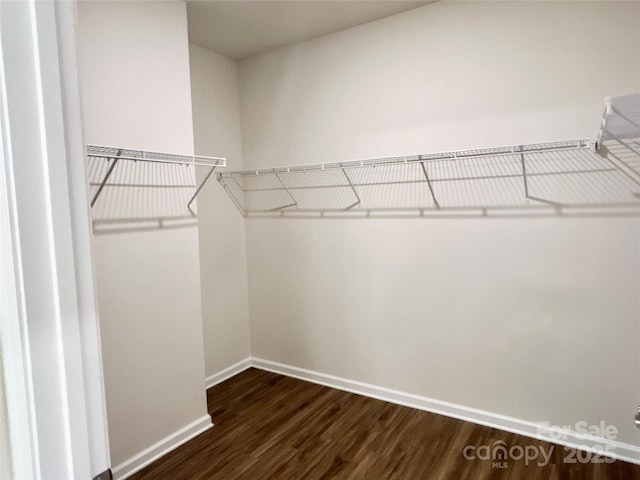 spacious closet featuring dark hardwood / wood-style floors