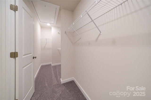 walk in closet featuring attic access and dark carpet