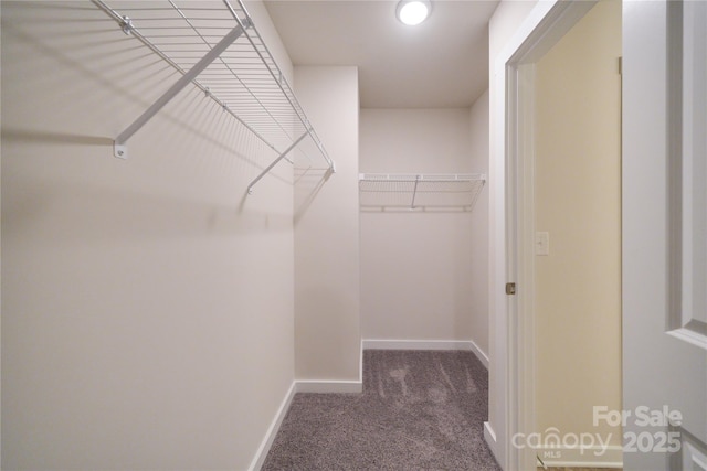 walk in closet featuring carpet floors