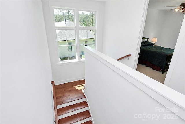 stairway with hardwood / wood-style floors, a wealth of natural light, and ceiling fan