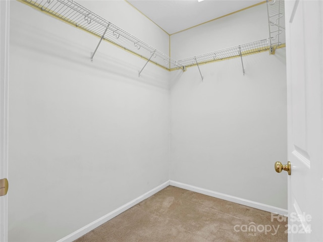 spacious closet featuring carpet flooring