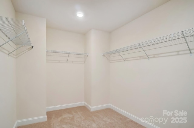 spacious closet featuring carpet flooring