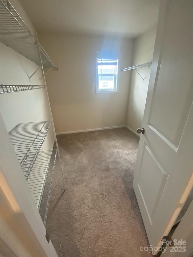 walk in closet with carpet flooring