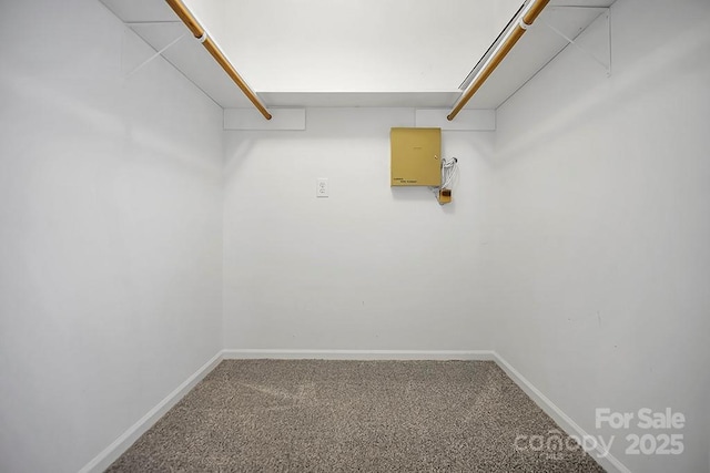 spacious closet featuring carpet floors