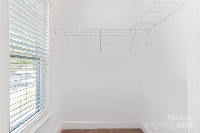 spacious closet featuring carpet flooring