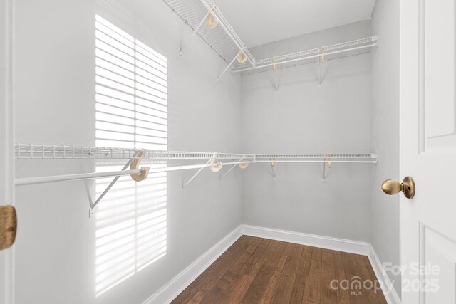 spacious closet featuring dark hardwood / wood-style floors