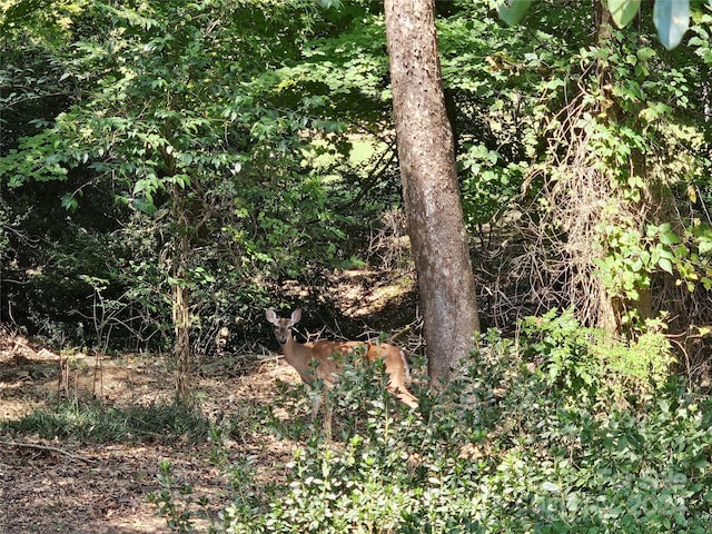 view of local wilderness