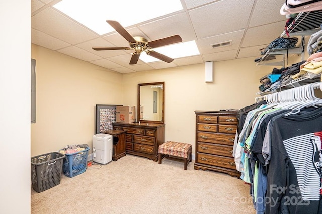 spacious closet featuring a ceiling fan, a paneled ceiling, visible vents, and carpet