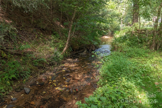 view of local wilderness