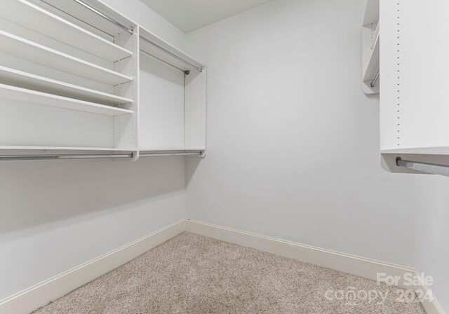 spacious closet featuring carpet flooring