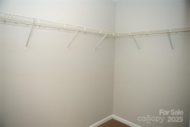 walk in closet featuring carpet floors