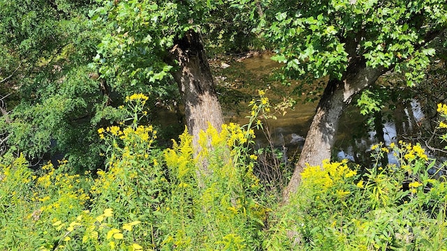 view of local wilderness with a water view