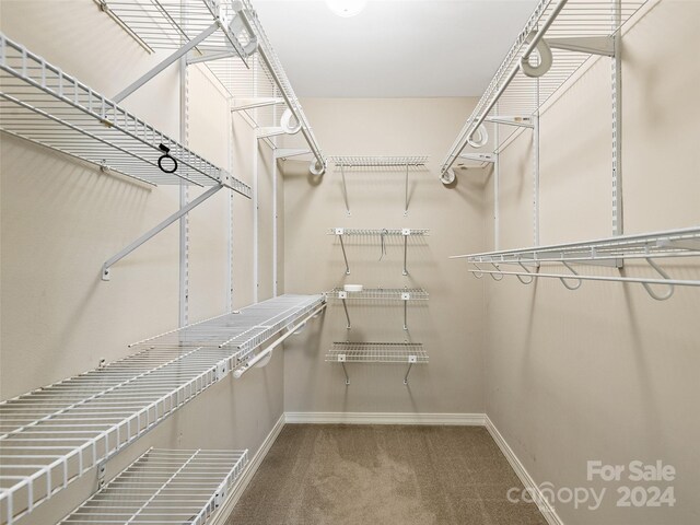 walk in closet featuring carpet flooring